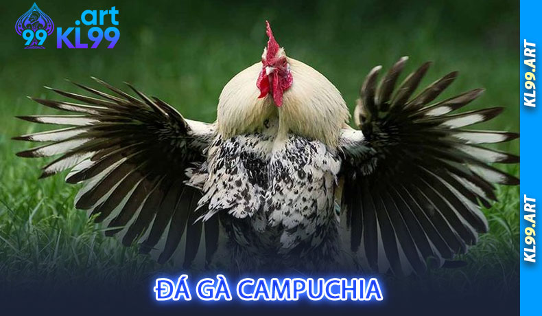 Đá gà Campuchia