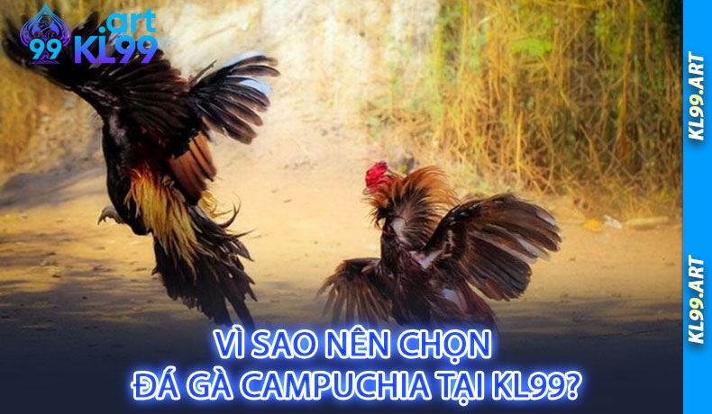 Vì Sao Nên Chọn Đá Gà Campuchia Tại KL99?