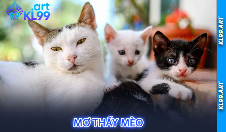 Mơ thấy mèo